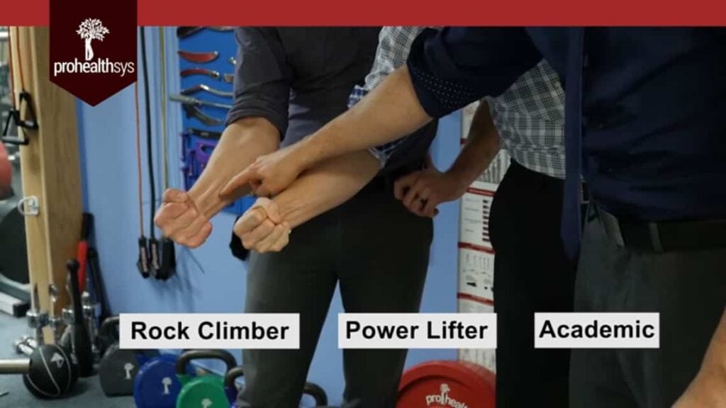 Muscle Tendon Growth