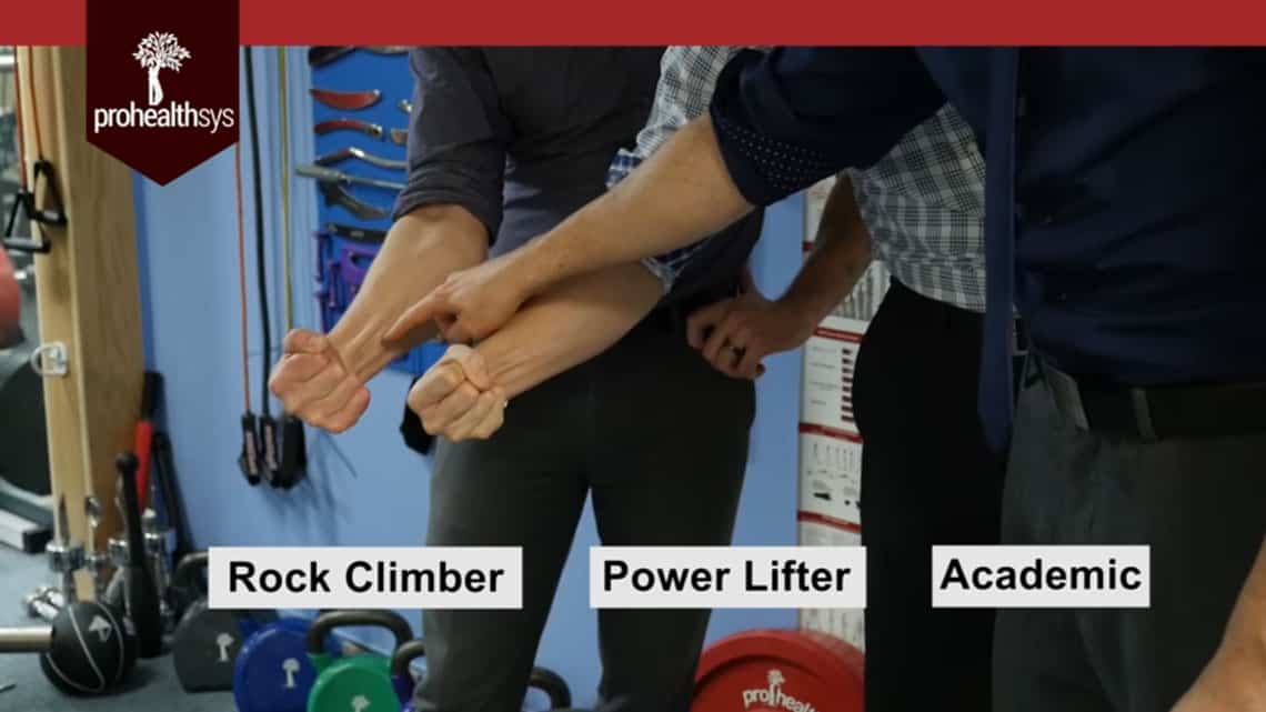 Muscle Tendon Growth